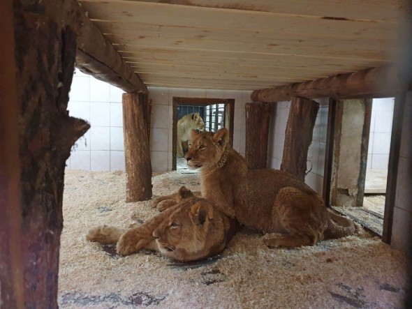 FOTO // Grădina Zoologică din Chișinău s-a îmbogățit cu patru lei africani